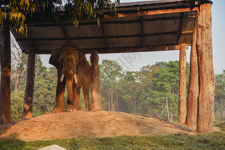 大象保护基地被拴着脚的大象背景