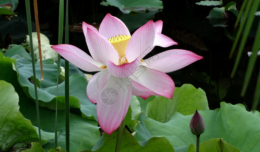 芙蓉花瓣夏日荷花清水出芙蓉背景