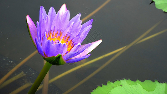水生花卉睡莲紫香莲背景