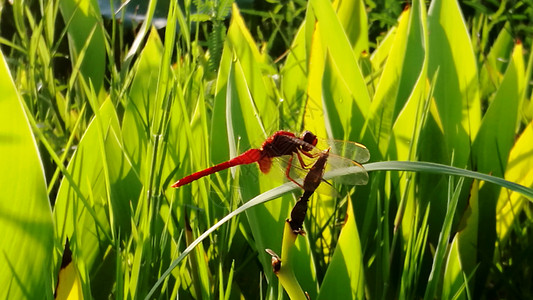 和谐之美红蜻蜓背景