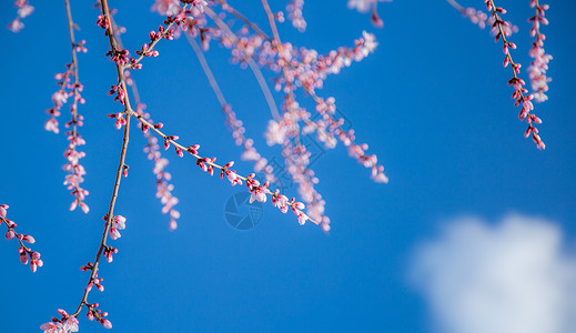 蓝色花朵花枝春天桃花摄影图背景