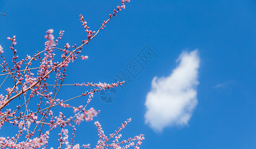 鲜花花枝花卉春天桃花摄影图背景