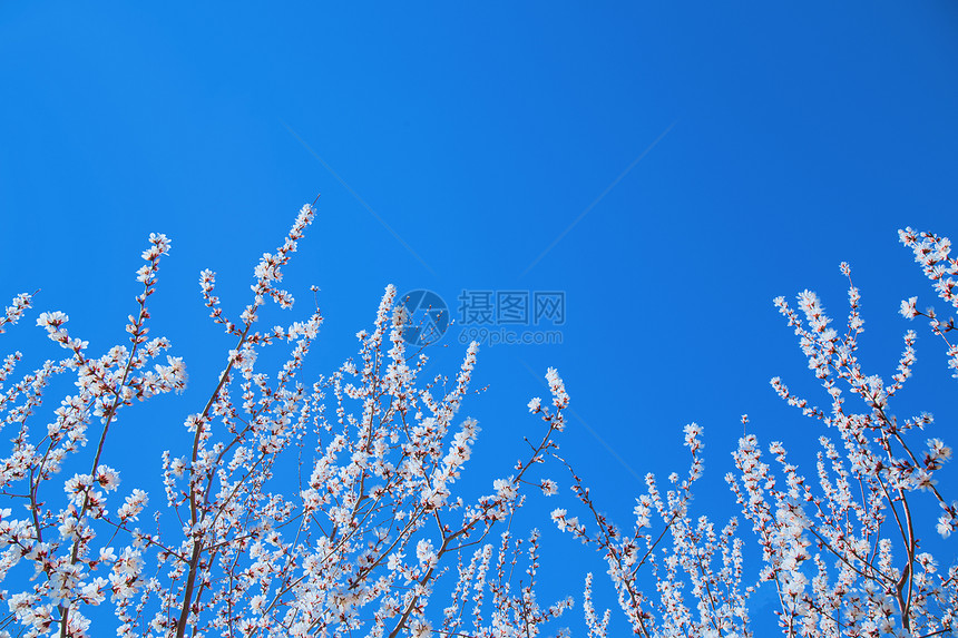 春天桃花摄影图图片