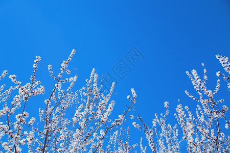春天桃花摄影图背景图片