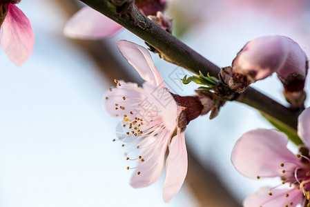 春天桃花盛开图片