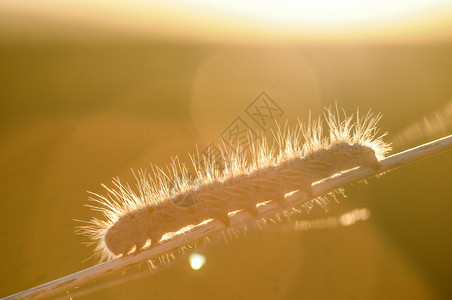 昆虫动物毛毛虫幼虫背景图片