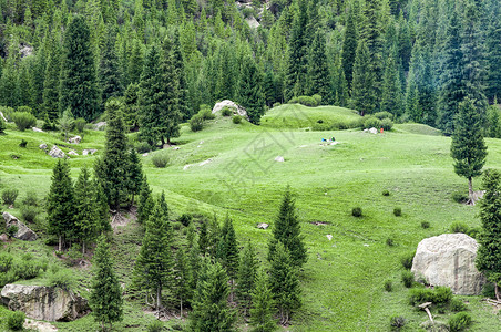 帮扶素材新疆天山草场原始森林松林背景