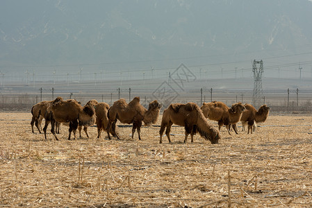 挤驼奶牲畜农牧业发展经济生产骆驼背景