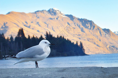 新西兰皇后镇海鸥图片