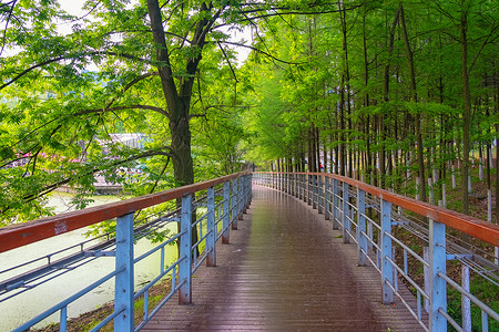 休闲步道湖边树木环绕的绿道背景