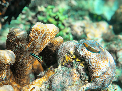 沙巴鱼马来西亚仙本那海底珊瑚背景