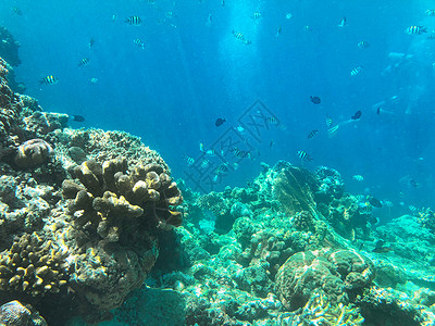 马来西亚仙本那海底鱼群高清图片
