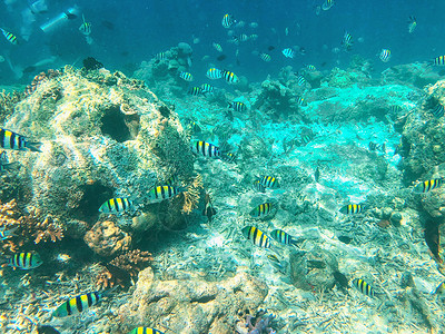 海底的马来西亚仙本那海底鱼群背景