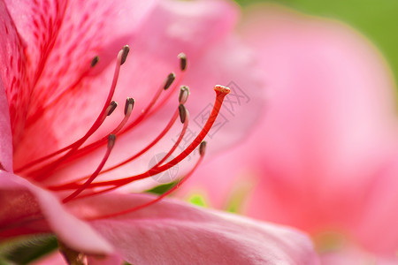 杜鹃花花蕊杜鹃花卉高清图片