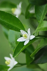 绿植小花橘子花背景