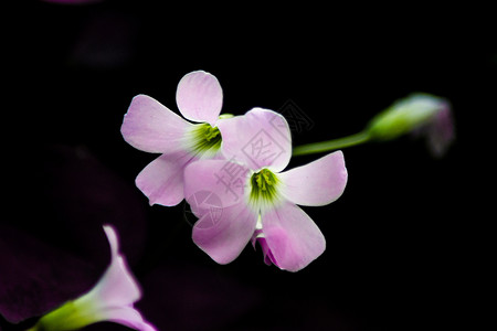 紫叶酢浆草花卉紫叶高清图片