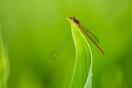 红蜻蜓微观动物高清图片