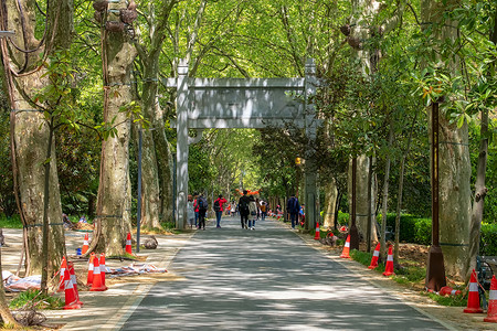 人群和道顿堀大学校园阳光斑驳的林荫道背景