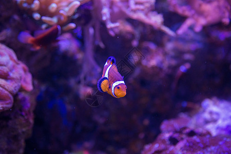 海底小丑鱼背景图片