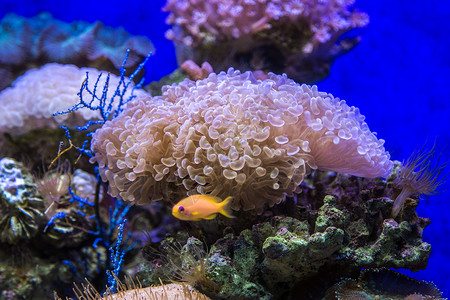 国立海洋馆各式各样的海底海葵背景