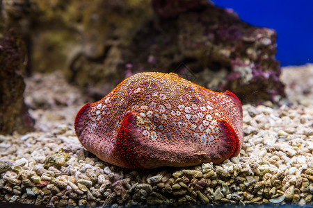 海底螃蟹海星背景