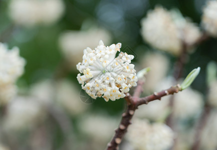 枝头上的白色小花结香特写背景图片