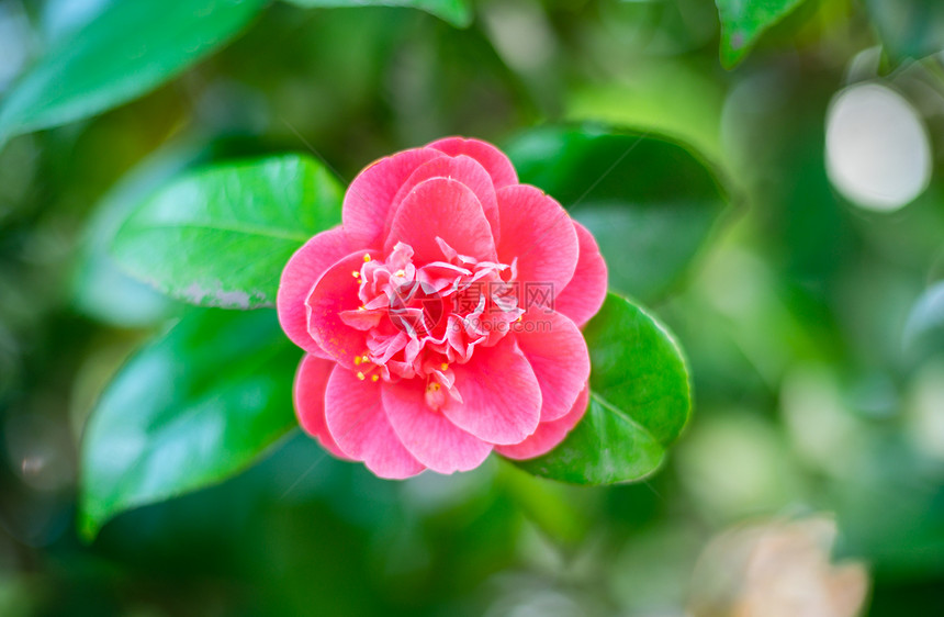 粉色山茶花特写图片