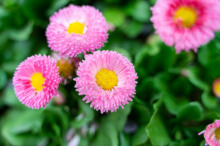粉色雏菊盛开高清图片