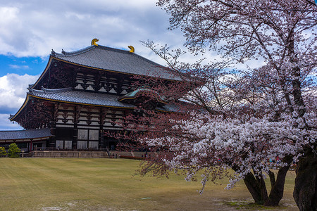 日本奈良东大寺樱花背景图片