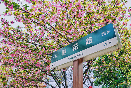 校园晚樱盛开的樱花路路标背景图片