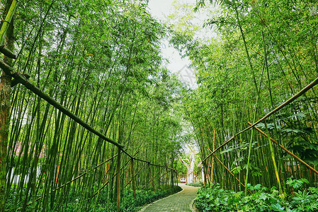 幽静的竹林步道图片