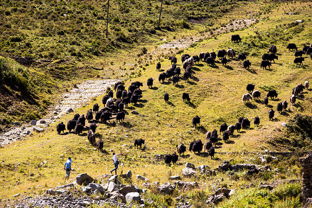 青藏高原上的牦牛群图片