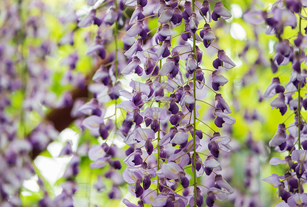 爬藤植物嘉定紫藤园开花特写背景