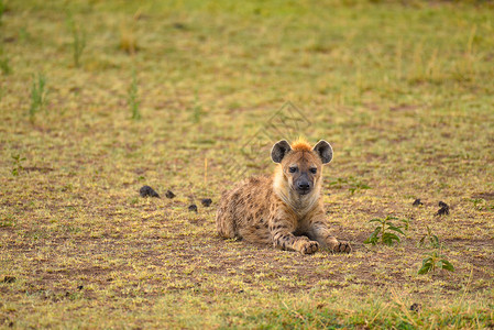 东非鬣狗非洲鬣狗高清图片