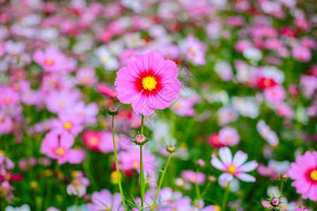 格桑花多年生翠菊高清图片