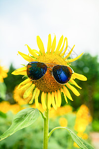 向阳花一只向日葵高清图片