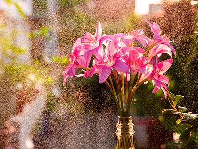 兰黛莲风雨花背景