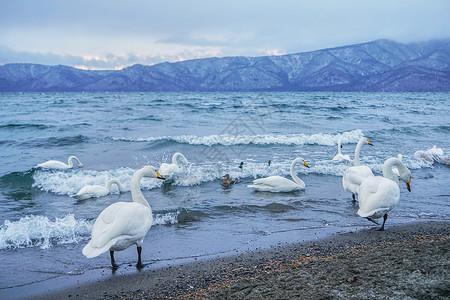 屈斜路湖日本北海道野生天鹅背景