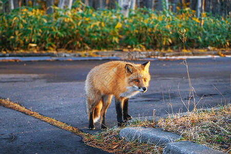 动物狐狸北海道知床野生狐狸背景