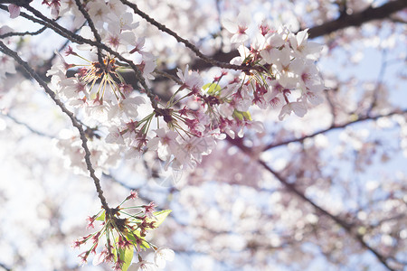 日本樱花季节背景图片