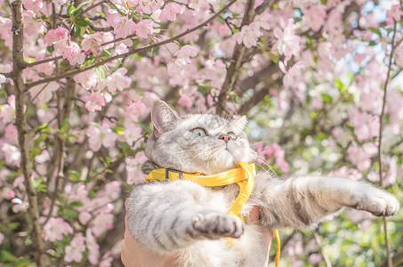 猫咪跳跃踏青猫咪背景