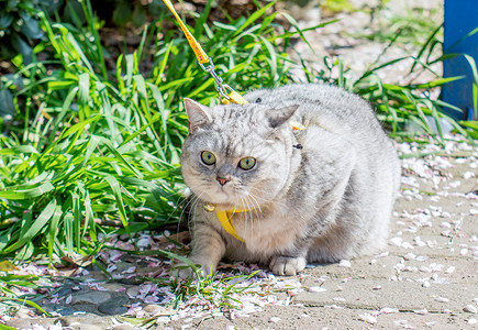 猫的搞笑素材踏青猫咪背景