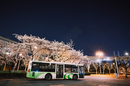 夜景樱花上海樱花南浦大桥街道夜景背景