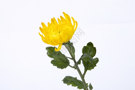 高清重阳节图片黄色菊花背景