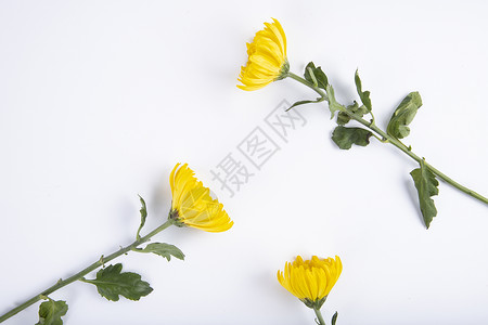 三束菊花背景图片