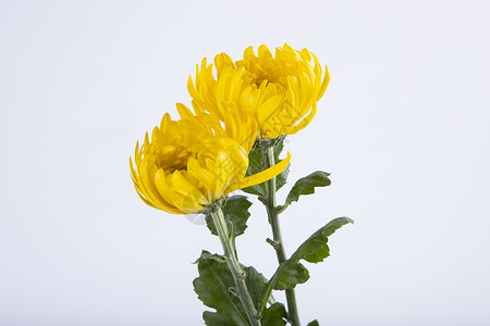 二朵菊花0朵菊花高清图片