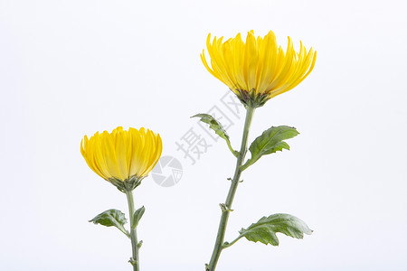 两支两只黄色的小菊花背景