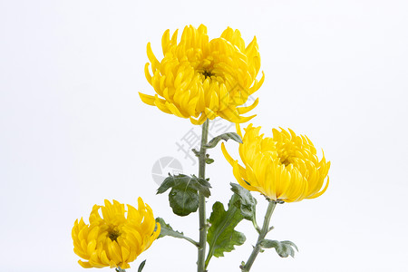 三朵小菊花背景图片