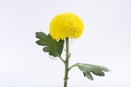 花卉植物圆形框乒乓菊背景