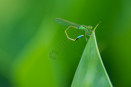 卷曲的蜻蜓卷曲的绿色高清图片